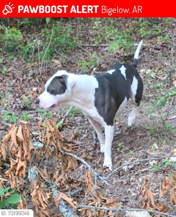 Lost Male Dog last seen Highway 60 E, Bigelow, AR 72016