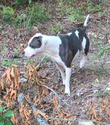 Lost Male Dog last seen Highway 60 E, Bigelow, AR 72016