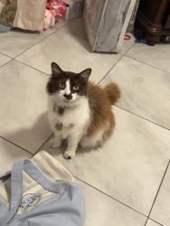 Reunited Female Cat last seen Hawthorne, CA 90250, USA, Hawthorne, CA 90250