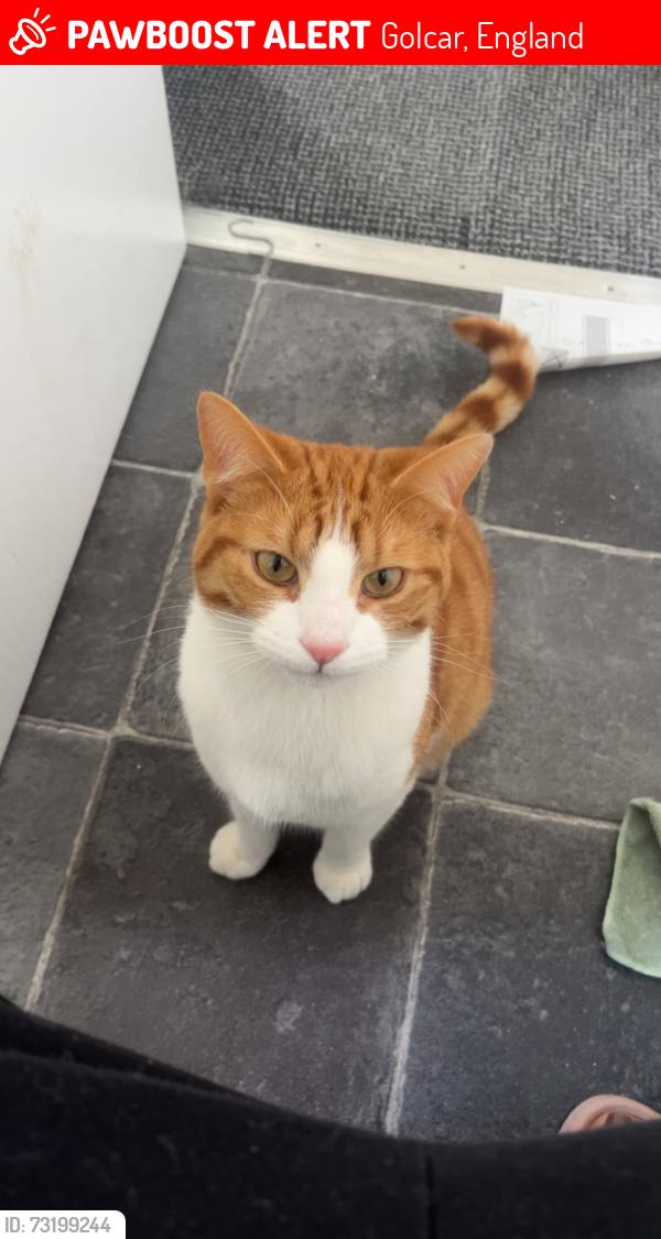 Lost Male Cat last seen Stones lane golcar, Golcar, England 
