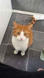 Lost Male Cat last seen Stones lane golcar, Golcar, England 