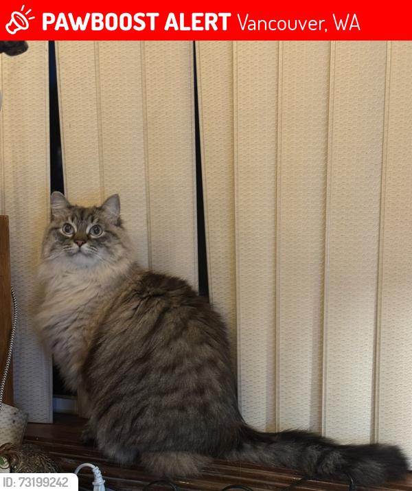 Lost Male Cat last seen Nw 4th Ave & 108th, Vancouver, WA 98685