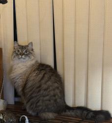 Lost Male Cat last seen Nw 4th Ave & 108th, Vancouver, WA 98685