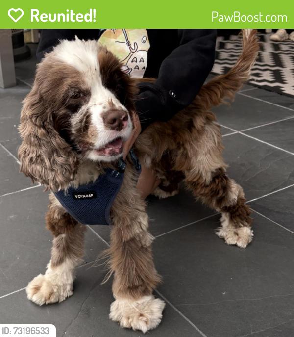Reunited Male Dog last seen Juanita drive and NE 116th place, Kirkland, WA 98034
