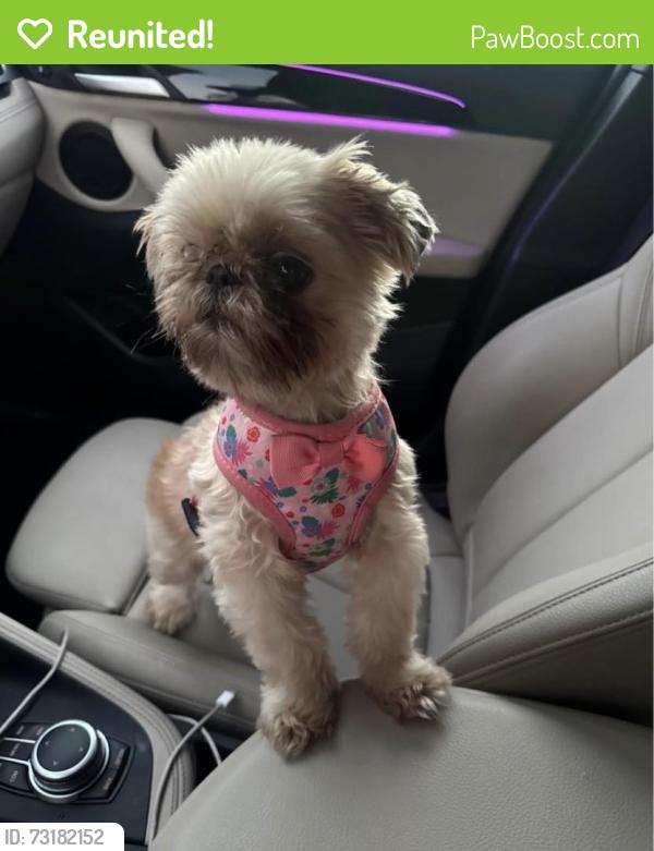 Reunited Female Dog last seen Near Fernwood Ave, Lynwood, CA 90262, USA, Lynwood, CA 90262