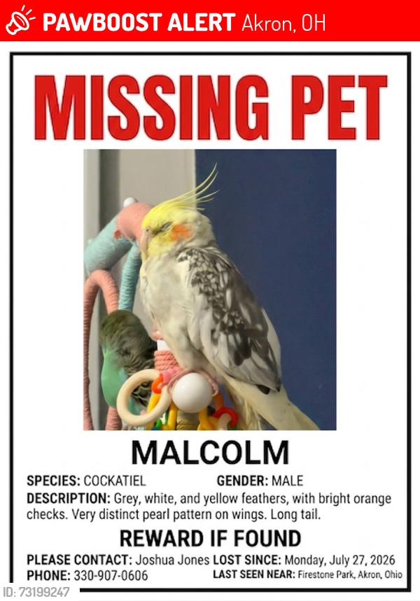 Lost Male Bird last seen Firestone Blvd aster ave, Akron, OH 44301