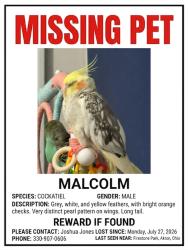 Lost Male Bird last seen Firestone Blvd aster ave, Akron, OH 44301