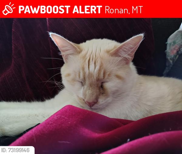 Lost Male Cat last seen US Highway 93, Ronan, MT 59864