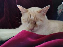 Lost Male Cat last seen US Highway 93, Ronan, MT 59864