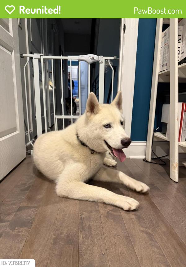 Reunited Male Dog last seen 25th and Ingersoll, Philadelphia, PA 19121
