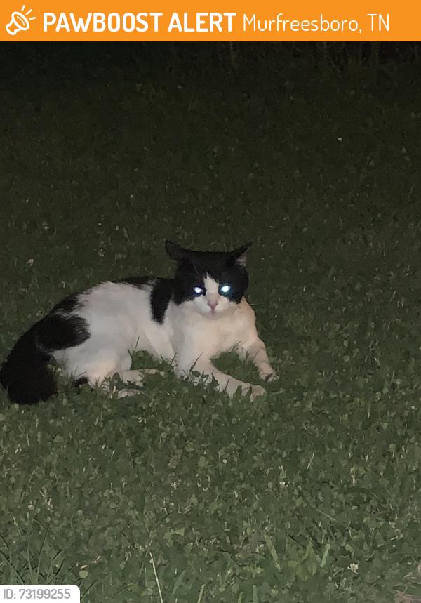 Found/Stray Unknown Cat last seen Theresa and Tourmaline Ln, Murfreesboro, TN 37128