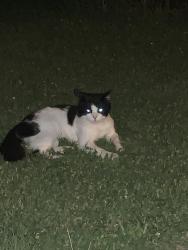 Found/Stray Unknown Cat last seen Theresa and Tourmaline Ln, Murfreesboro, TN 37128