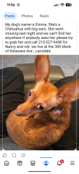 Lost Female Dog last seen Near Delaware Ave, Lansdale, PA, Lansdale, PA 19446