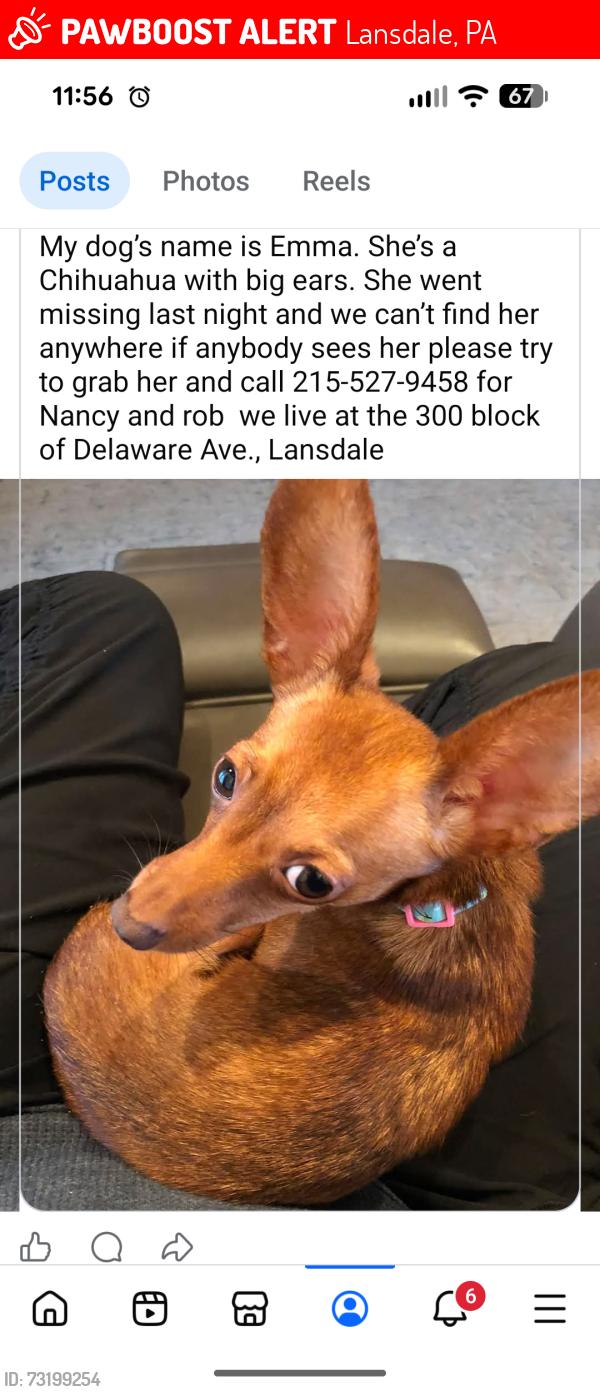 Lost Female Dog last seen Near Delaware Ave, Lansdale, PA, Lansdale, PA 19446