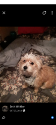Lost Male Dog last seen Harvey and George Bush college Station Texas, College Station, TX 77802