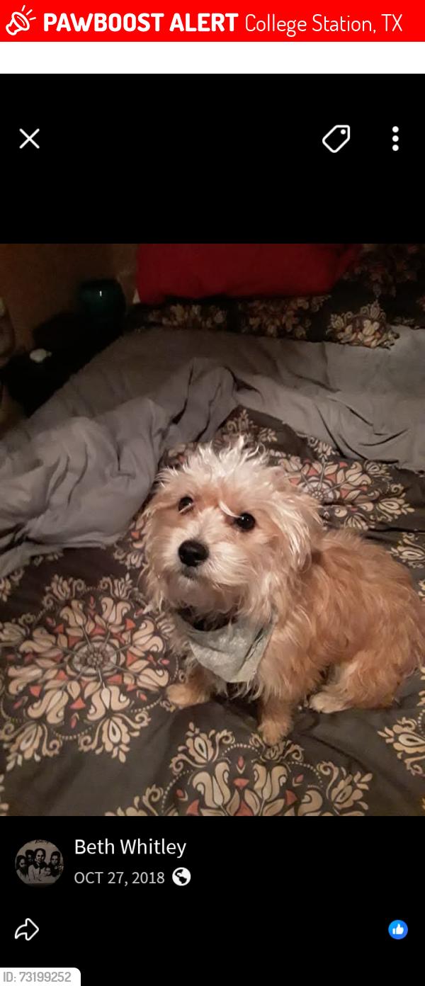 Lost Male Dog last seen Harvey and George Bush college Station Texas, College Station, TX 77802