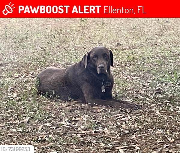 Lost Male Dog last seen Near and Colony Dr., Ellenton, FL 34222