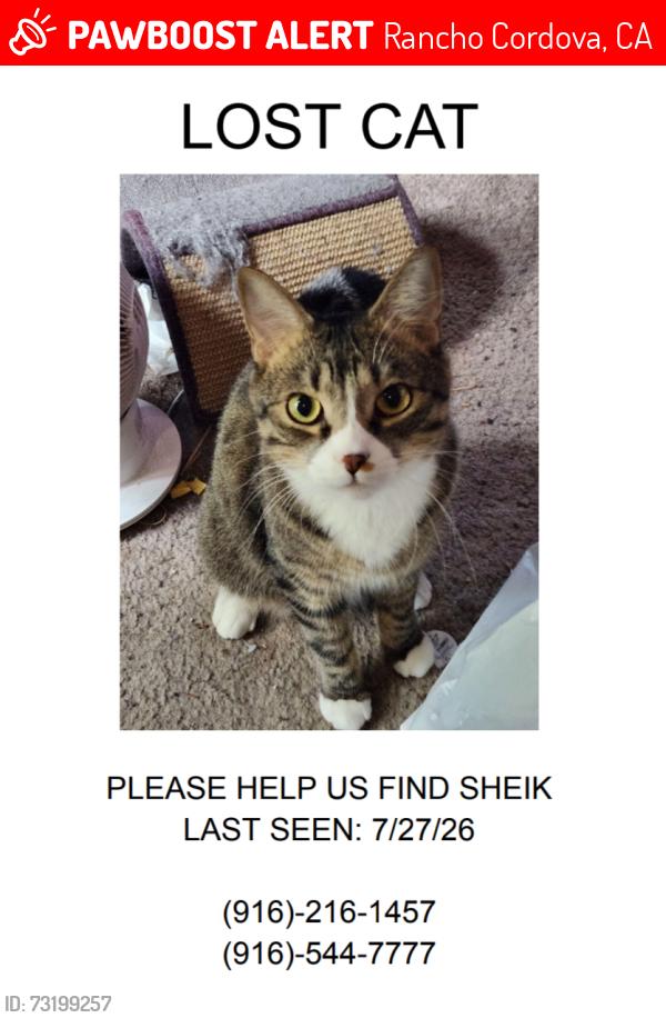 Lost Male Cat last seen Left side of apmt complex, Rancho Cordova, CA 95670