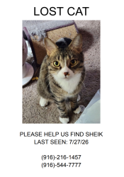 Lost Male Cat last seen Left side of apmt complex, Rancho Cordova, CA 95670
