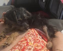 Found/Stray Female Dog last seen Sunrise and N Victoria Park rd Fort Lauderdale FL, Fort Lauderdale, FL 33304
