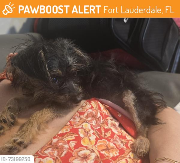 Found/Stray Female Dog last seen Sunrise and N Victoria Park rd Fort Lauderdale FL, Fort Lauderdale, FL 33304