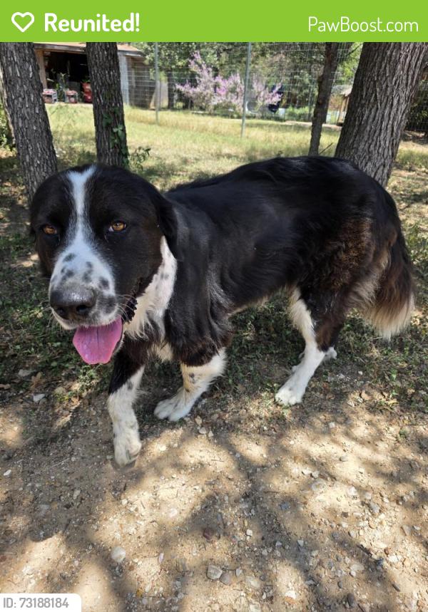 Reunited Male Dog last seen Valero at 71 and 1209 intersection, Cedar Creek, TX 78612