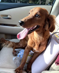 Found/Stray Male Dog last seen abram and fielder, Arlington, TX 76013