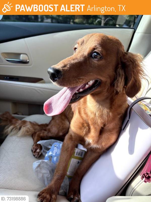 Found/Stray Male Dog last seen abram and fielder, Arlington, TX 76013