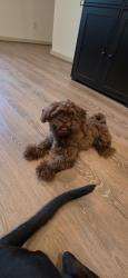 Reunited Male Dog last seen Walmgate Ct, Houston, TX 77047, USA, Houston, TX 77047