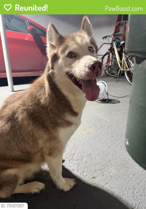 Reunited Unknown Dog last seen Southridge Drive & Sweetday Street, Columbus, OH 43224