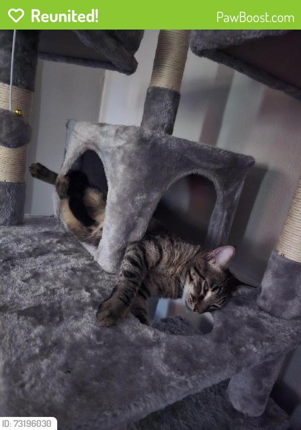 Reunited Female Cat last seen Palmetto st, Sioux City, IA 51106