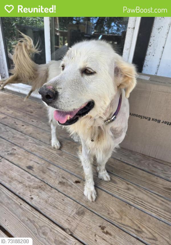 Reunited Female Dog last seen Valero at Hwy 71 and 1209 intersection, Cedar Creek, TX 78612