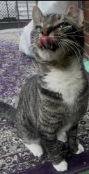 Found/Stray Male Cat last seen Renville, Detroit, MI 48210