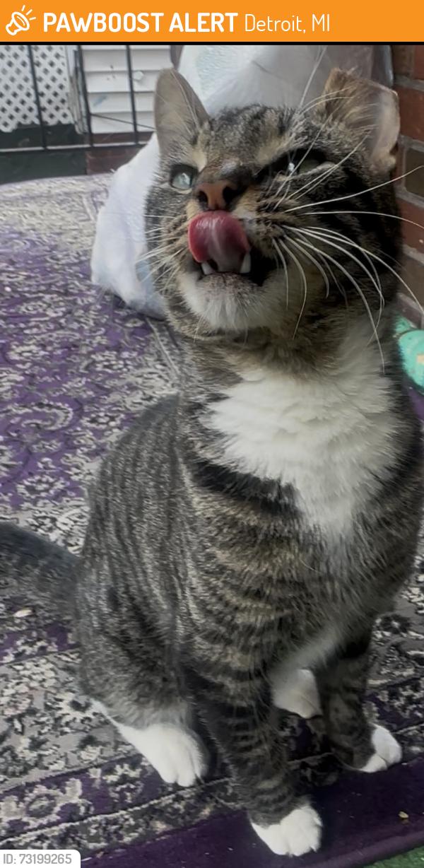 Found/Stray Male Cat last seen Renville, Detroit, MI 48210