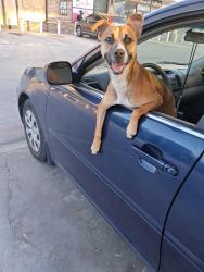 Lost Female Dog last seen Near proswimmer st, Houston, TX 77088