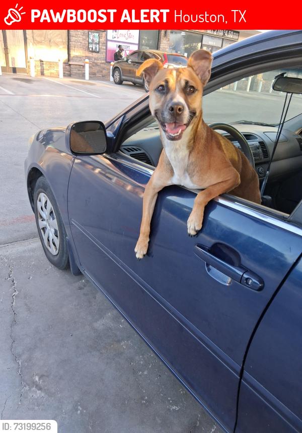 Lost Female Dog last seen Near proswimmer st, Houston, TX 77088