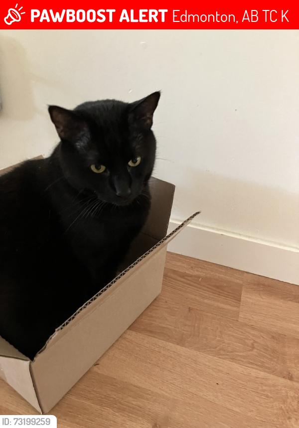 Lost Male Cat last seen Near Street and 87 Ave, behind Rutherford School, Edmonton, AB T6C 1K3