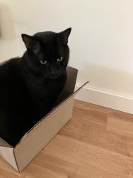 Lost Male Cat last seen Near Street and 87 Ave, behind Rutherford School, Edmonton, AB T6C 1K3