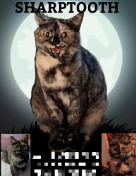 Lost Female Cat last seen Near the Eastside water tower, Olympia, WA 98501