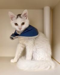 Shelter Stray Female Cat last seen Alexandria, VA, 22309, Carlos Ct/Village Green Dr, Fairfax County, VA, 4500 West Ox Rd, Fairfax, VA 22030, USA