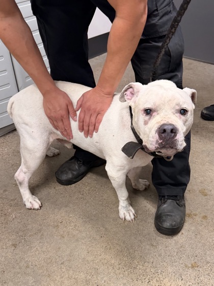 Shelter Stray Male Dog last seen Near Spokane, 2nd District, OH, 9203 Detroit Ave, Cleveland, OH 44102, USA