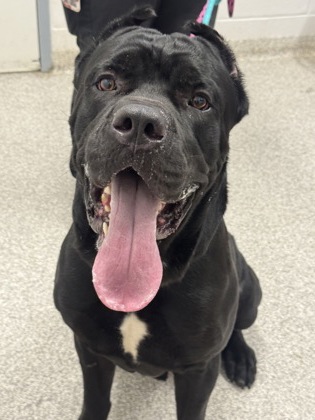 Shelter Stray Male Dog last seen Near McCulloh st, 21217, MD, 2490 Giles Rd, Baltimore, MD 21225, USA