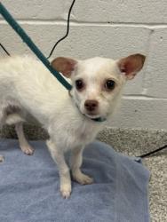 Shelter Stray Female Dog last seen Near Maple Wood Dr, 21229, MD, 2490 Giles Rd, Baltimore, MD 21225, USA