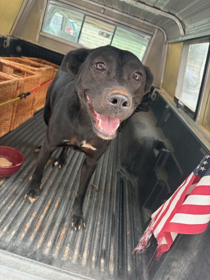 Shelter Stray Female Dog last seen Near Forrest Park Rd. Se, Atlanta, GA, 1251 Fulton Industrial Blvd NW, Atlanta, GA 30336, USA