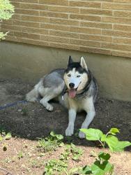 Found/Stray Male Dog last seen Learning tree farm, Trails end Equestrian, Dayton, OH 45417