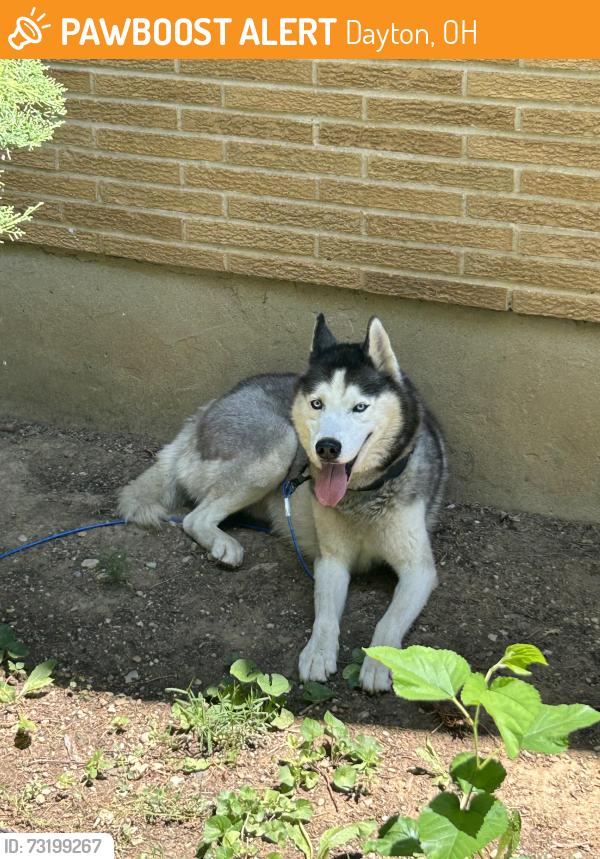 Found/Stray Male Dog last seen Learning tree farm, Trails end Equestrian, Dayton, OH 45417