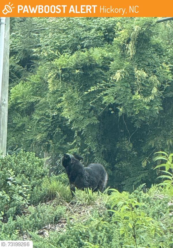 Found/Stray Unknown Dog last seen Near north center st off of 33 rd ave, Hickory, NC 28601