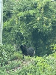 Found/Stray Unknown Dog last seen Near north center st off of 33 rd ave, Hickory, NC 28601