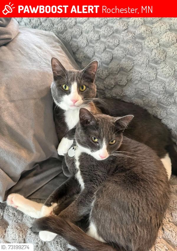Lost Male Cat last seen Hadley Hills Drive, Rochester, MN 55906