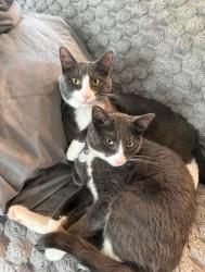 Lost Male Cat last seen Hadley Hills Drive, Rochester, MN 55906